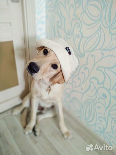 Передержка для собак