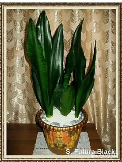 Сансевиерия блэк голд,блэк рабуста,и др