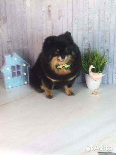 Стрижка собак и кошек