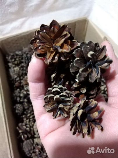 Шишки сосновые