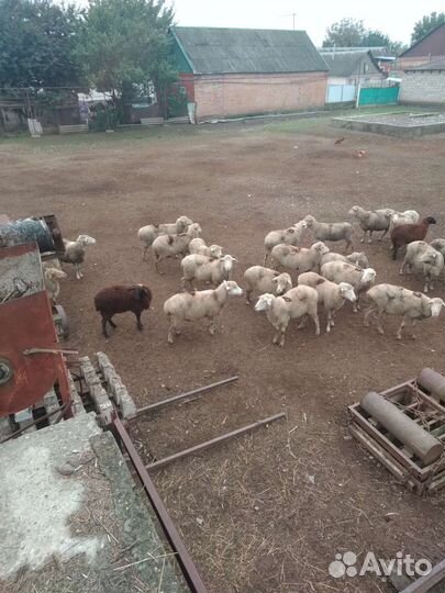 Овцы бараны и ягнята отдельно