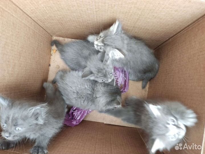 Котята в добрые руки