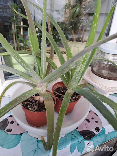 Комнатные цветы алоэ