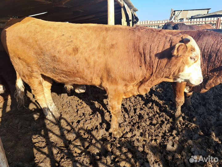 Быки на мясо