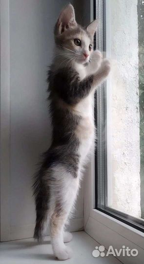 Котёнок Лилу