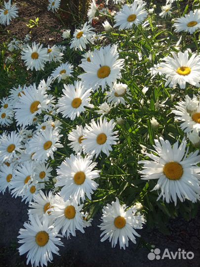 Цветы для сада