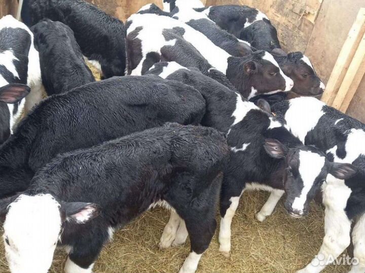 Бычки помесь