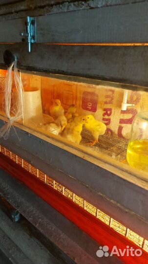 Инкубационное яйцо виандот, лакенфельдер, малин