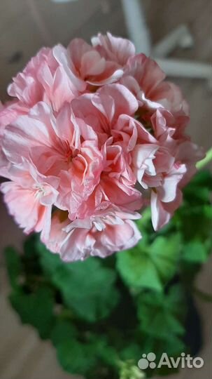 Пеларгония герань