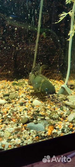 Сом сиамска касатка