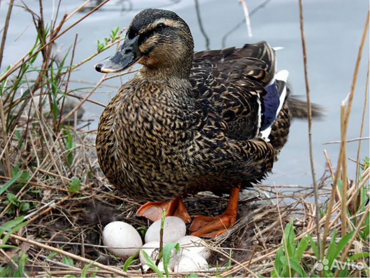 Инкубационное яйцо дикой утки