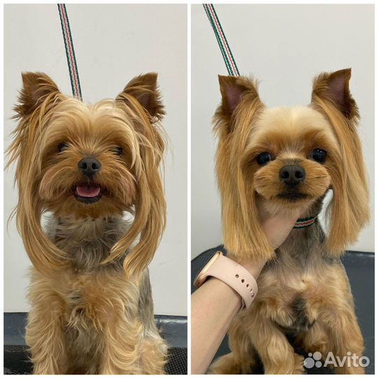 Груминг Стрижка Бишона