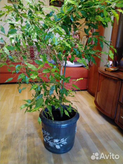 Фикус бенджамина