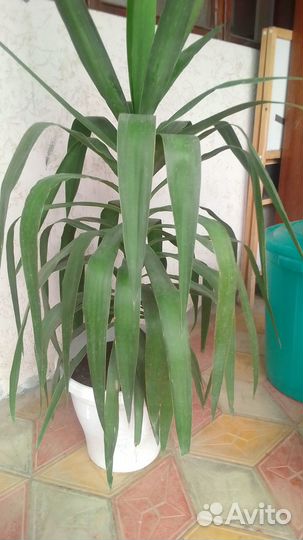 Юкка комнатная