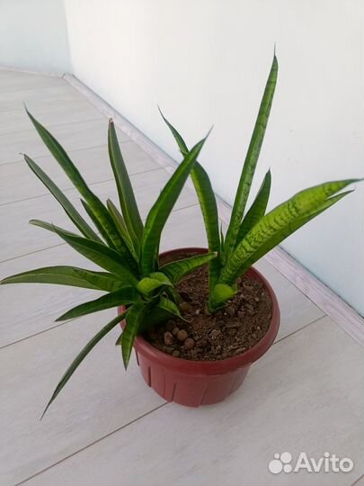 Сансевиерия Комет