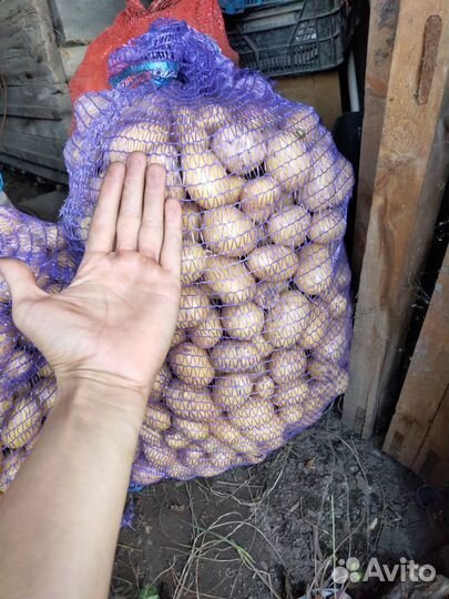 Продам картофель на корм скоту