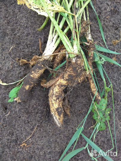 Корень хрена