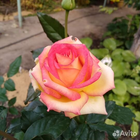 Розы в ваш сад