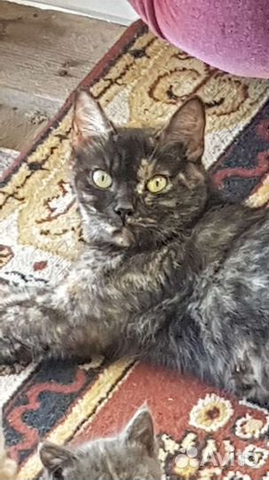 Котик рыжий в добрые руки