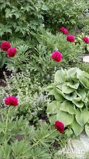 Пион саженец