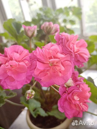 Пеларгонии сортовые