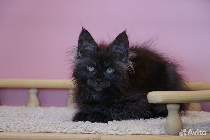 Черный дым мейн кун кошечка