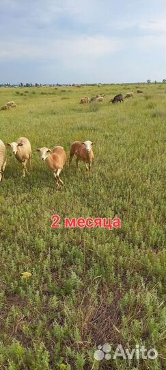 Катумские и Романовские овцы