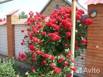 Роза плетистая
