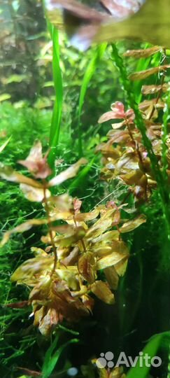 Аквариумные растения