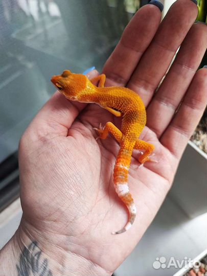 Эублефары яркие малыши и др рептилии