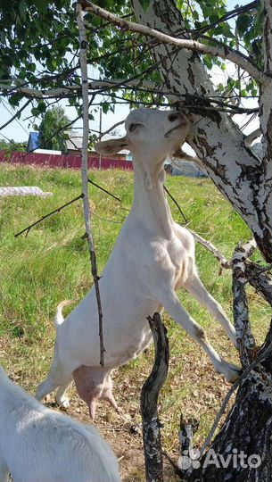 Козье молоко