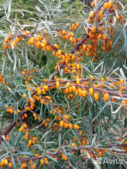 Продам ягоды облепихи, черноплодной рябины