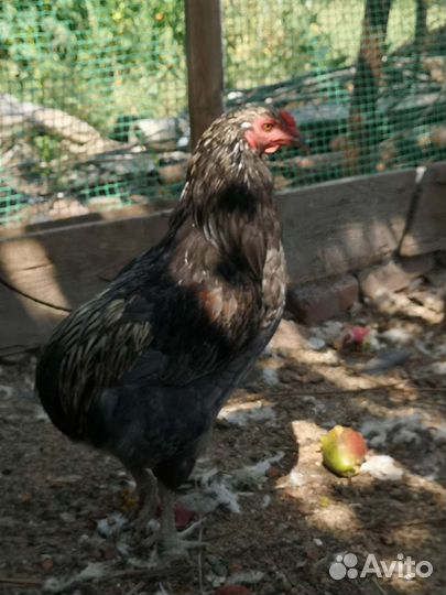 Молодые петушки