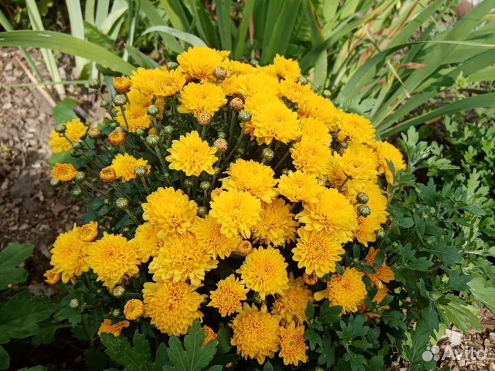 Хризантемы мультифлора