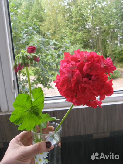 Герань белая и красная (пеларгония зональная)