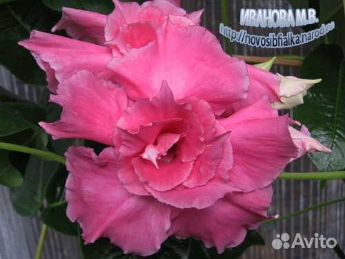 Дипладения. Мандевилла