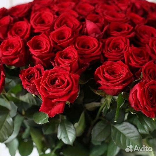 Длинные высокие розы 110 150 160 180 200 см