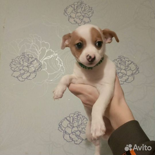 Помесь чихуахуа с Джек Рассел