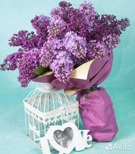 Букет сирени с доставкой 15 25 31 51 75 101