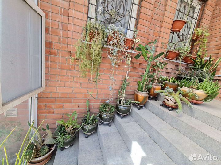 Комнатные растения