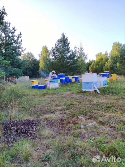 Продам пасеку