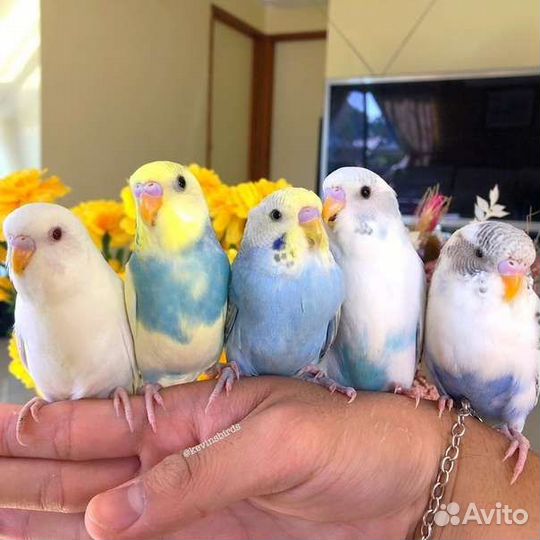 Полностью ручные птенцы волнистого попугая