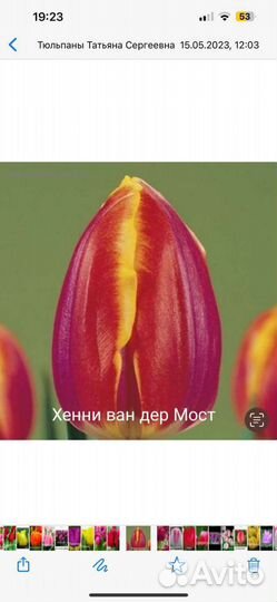 Луковицы тюльпаны