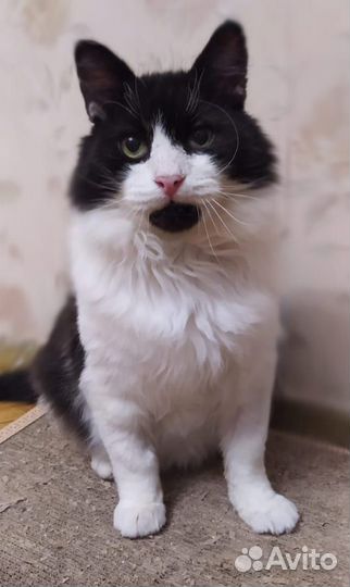 Атос - благородный кот вашей мечты