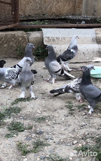Голуби Такла