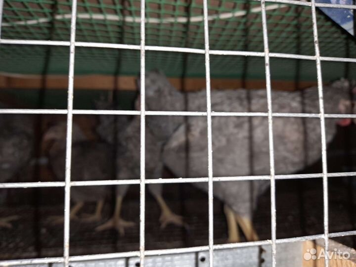 Амераукан петушки