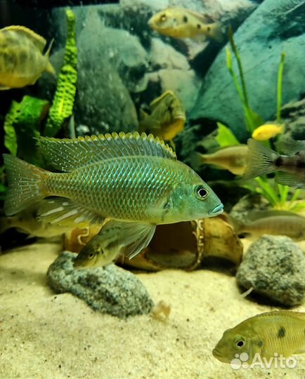 Аквариумные рыбки Тверь-Торжок-Кувшиново-Осташков