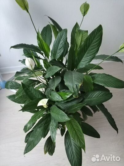 Цветок спатифиллум