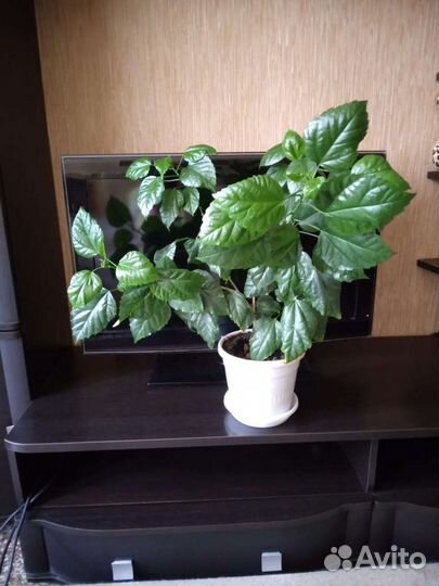 Комнатные растения цветы