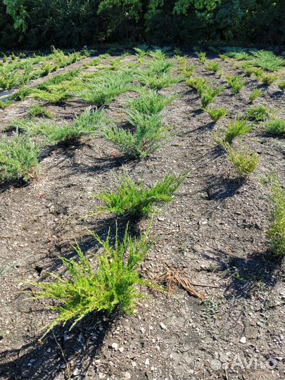 Можжевельник грей оул